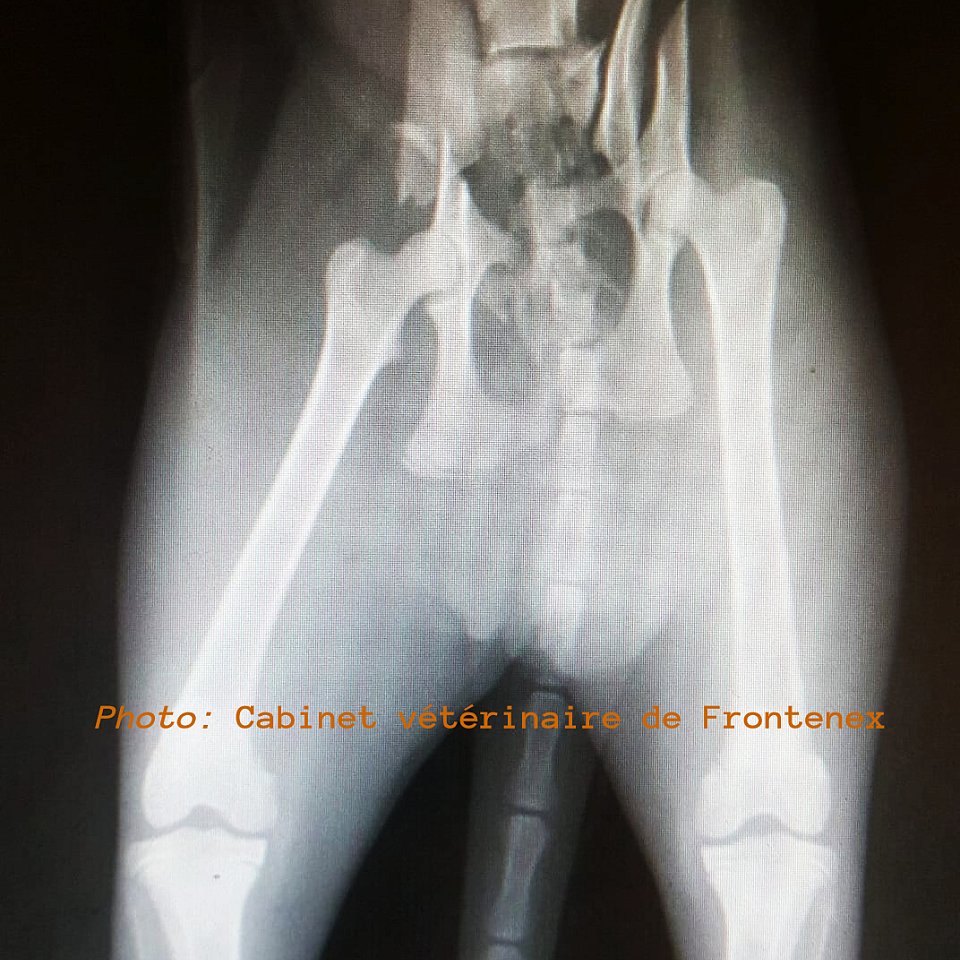 bassin, chat, fracture