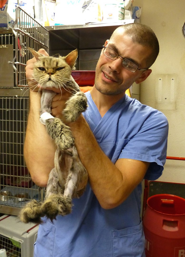 Sos Chats Apres La Tonte Et Le Deparasitage Sos Chats Apres La Tonte Et Le Deparasitage