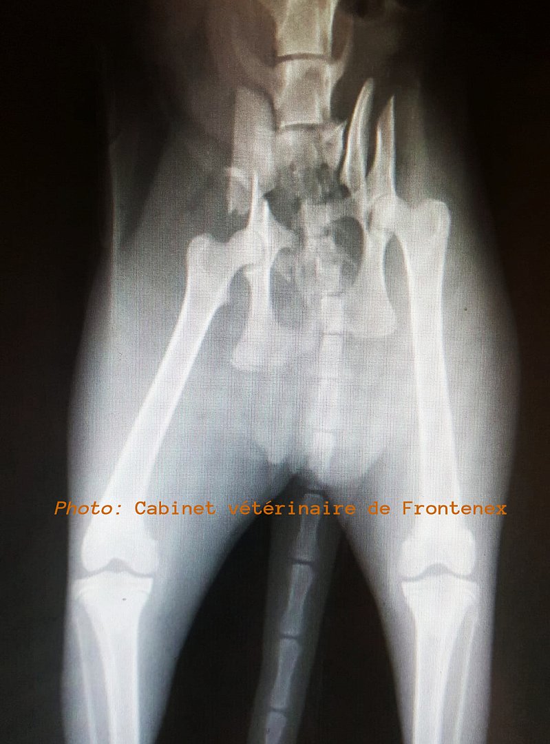 bassin, chat, fracture